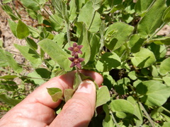 Matelea cynanchoides