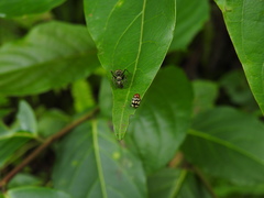 Cryptocephalus luteosignatus