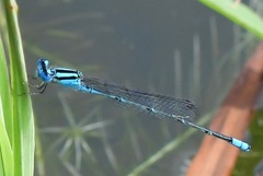 Pseudagrion australasiae