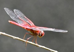 Urothemis signata insignata