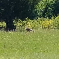 Meleagris gallopavo intermedia