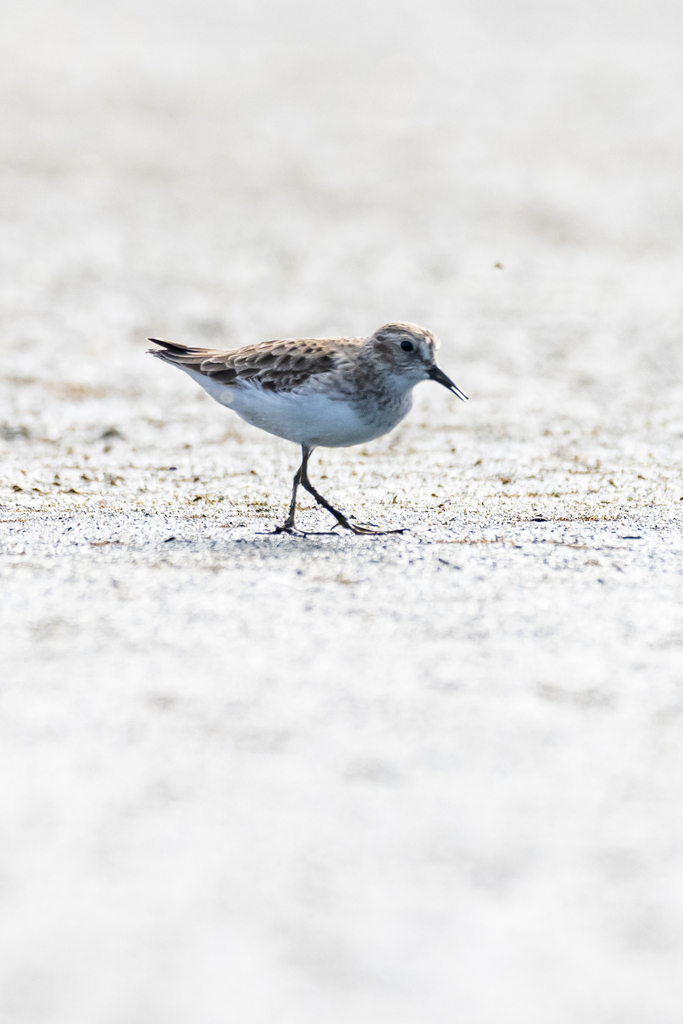 Typical Sandpipers and Stints from Zona de Conservación de Kinchil on ...