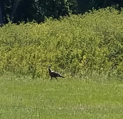 Meleagris gallopavo intermedia