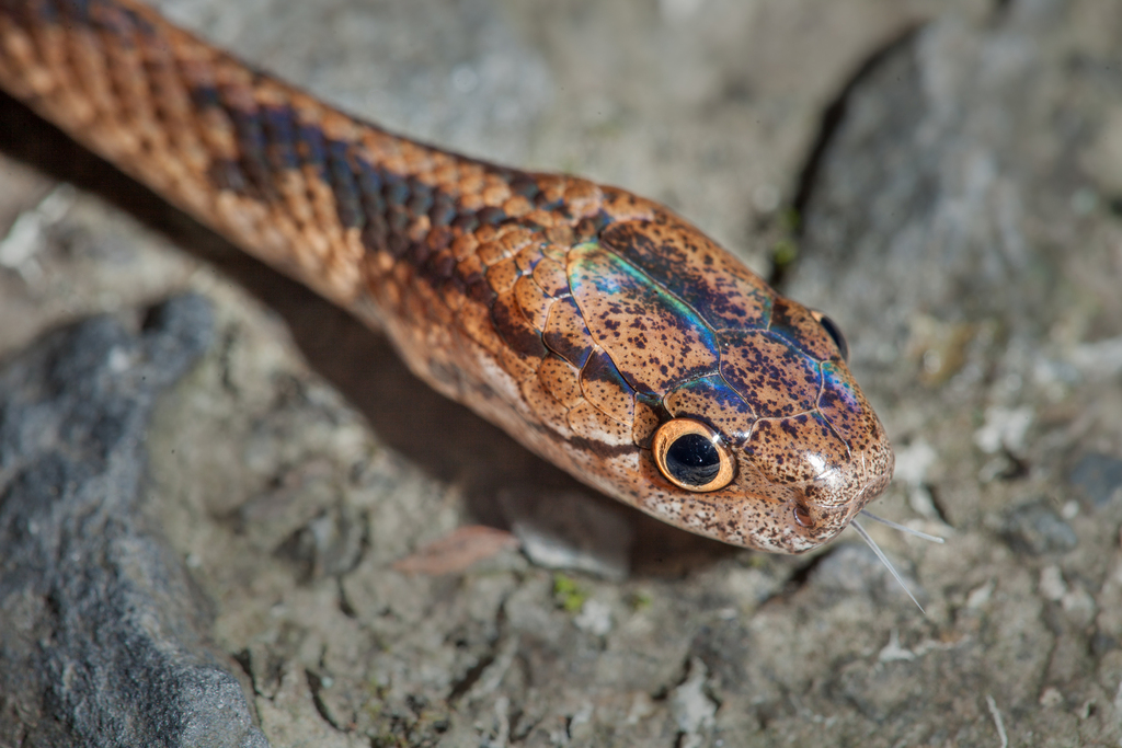 Formosa Slug Snake