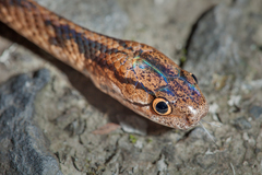 Formosa Slug Snake photo 5