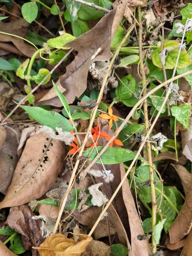 Image of Ixora coccinea by (c) Gannu03, some rights reserved (CC BY-SA)