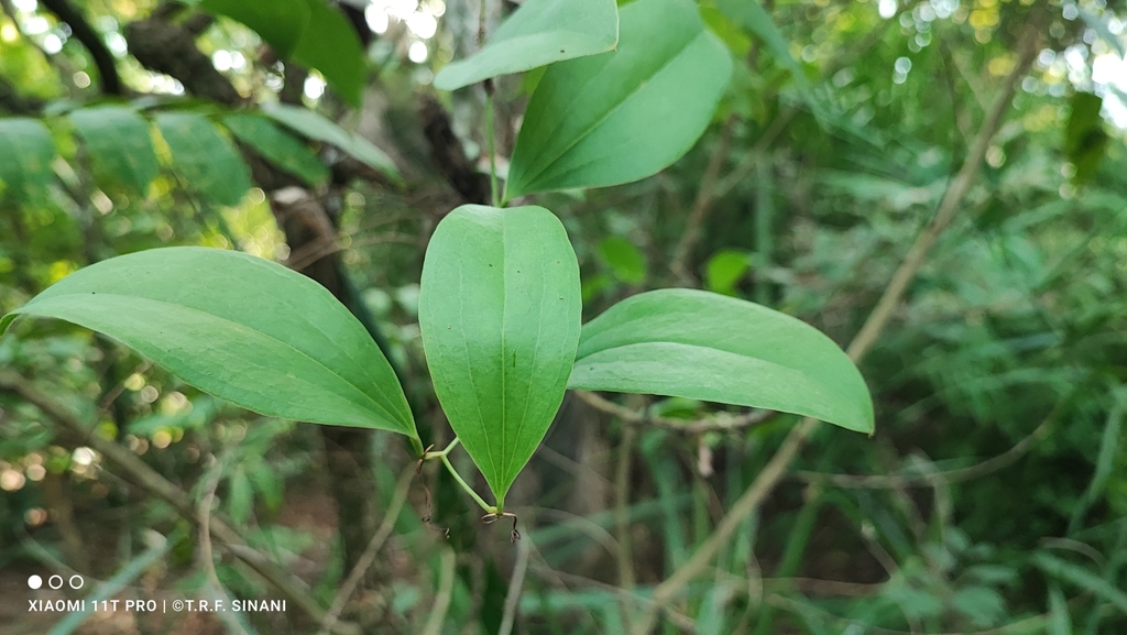 Common smilax