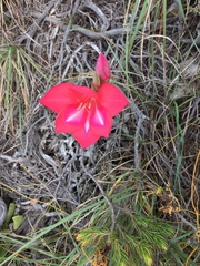 Gladiolus carmineus