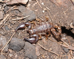 Urodacus manicatus