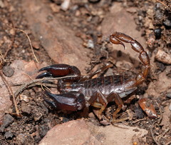 Urodacus manicatus