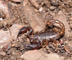 Urodacus manicatus