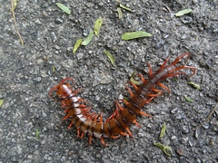 Scolopendra dehaani