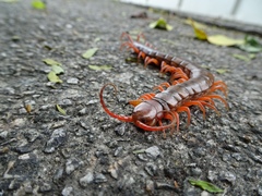 Scolopendra dehaani