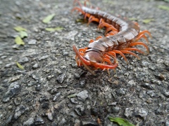 Scolopendra dehaani