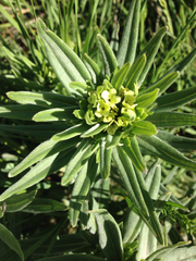 Lithospermum ruderale