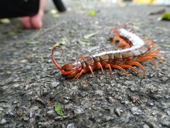 Scolopendra dehaani