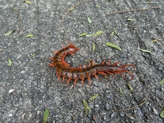 Scolopendra dehaani