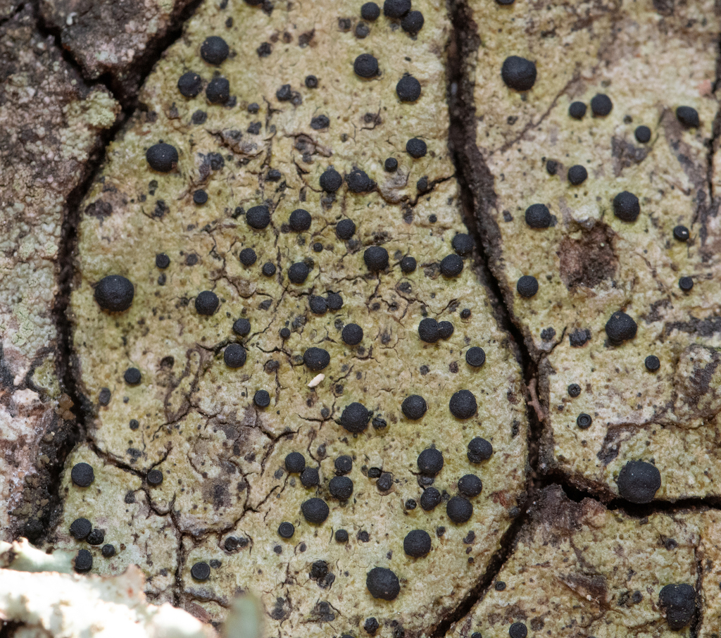 Buellia muriformis