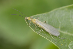 Chloroperlidae