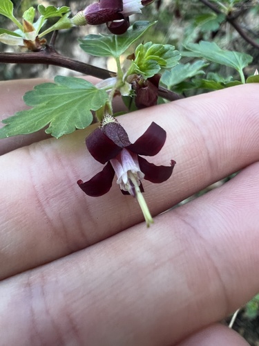 Sierra gooseberry (Ribes roezlii)
