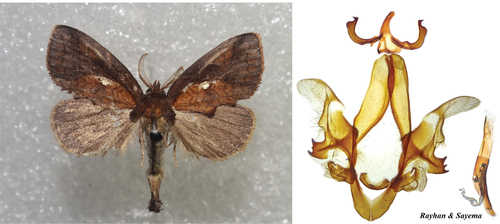 Rosama strigosa