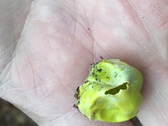 Amphibolips confluenta