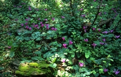 Cyclamen repandum