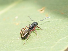 Dolichoderus scabridus