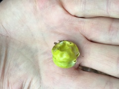 Amphibolips confluenta