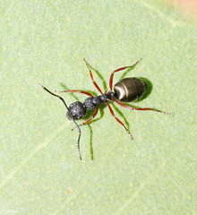 Dolichoderus scabridus