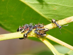 Dolichoderus scabridus
