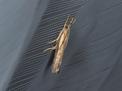 Ptochostola microphaeellus