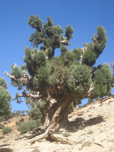 Atlas juniper