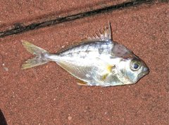 Decorated Ponyfish photo 4