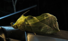 Eudocima hypermnestra