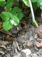 Agonopterix curvipunctosa