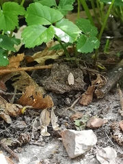 Agonopterix curvipunctosa