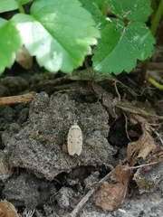 Agonopterix curvipunctosa