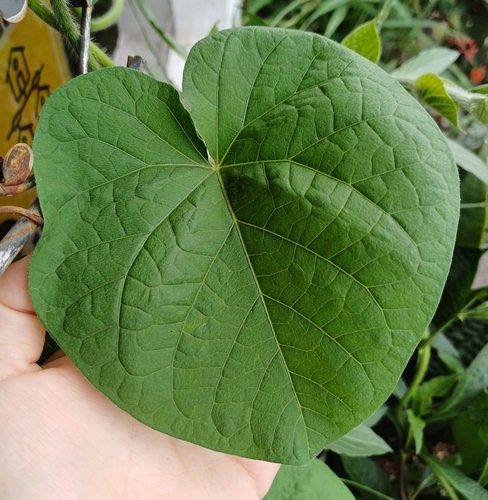 Image of Lagenaria siceraria by (c) Monics Paredes, some rights reserved (CC BY)