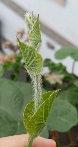 Lagenaria siceraria