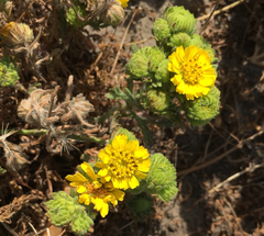 Deinandra corymbosa