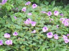 Ipomoea ficifolia