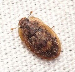 Lobiopa insularis