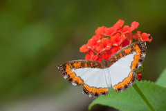 Nymphidium caricae