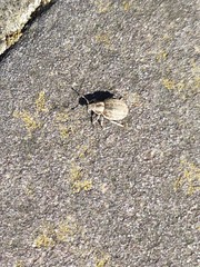 Philopedon plagiatum