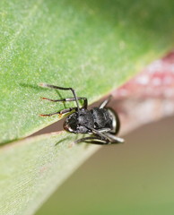 Campomyrma