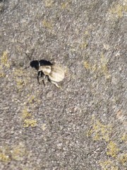 Philopedon plagiatum