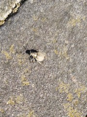 Philopedon plagiatum