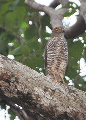 Accipiter henstii