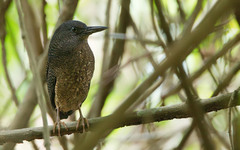 Zebrilus undulatus
